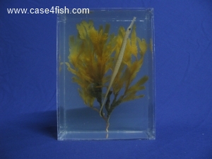 Foto Galerie/Syngnathiformes/Entelurus aequoreus/Entelurus aequoreus_02_S.jpg